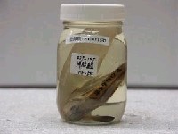 藏品(短棘鰏)的圖片